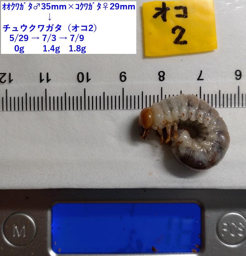 ｵｵｸﾜｶﾞﾀ♂×ｺｸﾜｶﾞﾀ♀=ﾁｭｳｸﾜｶﾞﾀの幼虫 醗酵マット in プリンカップ OK2_2023年4月9日